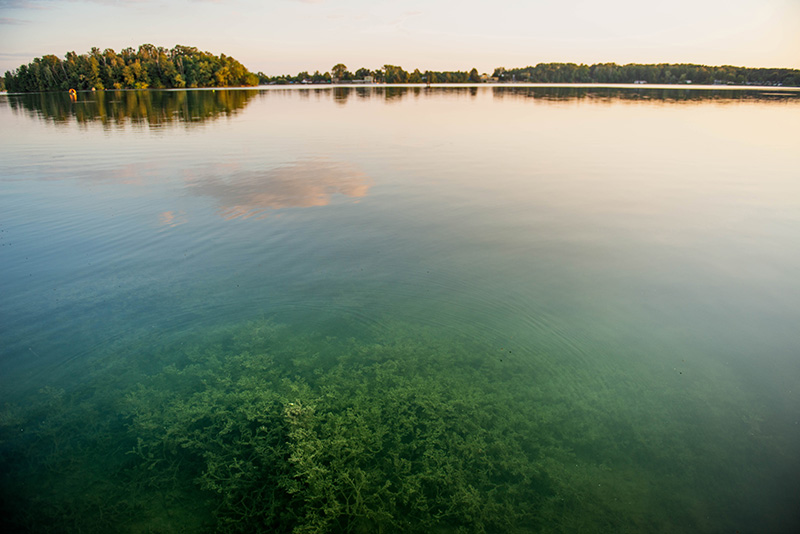 Jezioro Dzierżno - flora